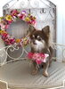 ｓｅａくん「わんこと秋桜」
