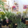 「『はなやホック皆生店』染色した秋の花」