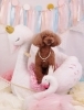 Happy　birthday　もこちゃん「Anniversary photo　(^O^)／」