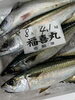 「岩船産コシヒカリ販売中でーす」