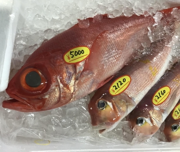 「魚魚市場鮮魚コーナーおすすめは「赤カマス」です♪」