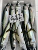 鯖「おはよう御座います」