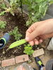 新鮮な実りを収穫する喜び「グループホームの庭でさやえんどうを収穫しました♪」
