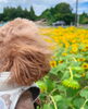 「ひまわり畑🌻」