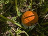 「続報その5！ジャンボかぼちゃの実が色づいてきました！🎃」