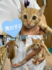 「里親募集のお知らせ〜里親さんが見つかりました〜」