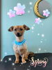 「可愛い子ちゃん♡ Dog salon mofu mofu余市町」