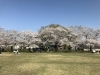 「豊明・東郷・日進・長久手の桜の名所といえば・・・」