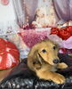自家繁殖の健全で可愛い子犬「ミニチュアダックス男の子　販売中です(^｡^)」