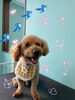 「可愛い子ちゃん♡ Dog salon mofu mofu 余市町」