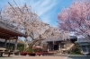 源空院の枝垂れ桜