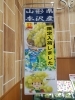 「山形・本沢産シャインマスカット限定入荷❗産地直送の瑞々しさを店頭で😋」