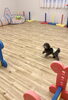 フリスビーキャッチの名わんこを目指す　ぷっかくん「ましゅまろ幼稚園　^ - ^」