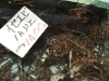 「魚魚市場鮮魚コーナーおすすめは「伊勢エビ」です♪」