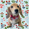 「Dog salon mofu mofu　余市町」