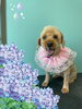 「Dog salon mofu mofu　余市町」