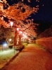 高岡古城公園 高岡 桜 お花見特集 高岡 桜 お花見特集 まいぷれ 高岡市
