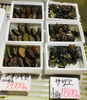 「魚魚市場鮮魚コーナーおすすめは「チコ鯛・エゾバフンウニ」です♪」