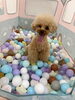 はぴちゃん「ましゅまろ幼稚園🐾」
