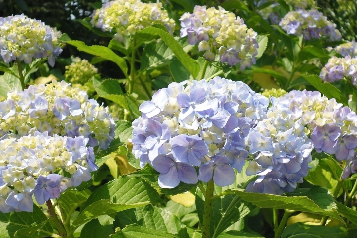 6月10日 土 あじさい便り 今日は夏日 北小金本土寺のあじさい開花情報 まいぷれ 松戸市 6月10日 土 あじさい便り 今日は夏日 北小金本土寺のあじさい開花情報 まいぷれ 松戸市