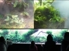 ❸ネイチャーアクアリウムと「悠久の杜」（編集部撮影「狸小路にある水族館「AOAO SAPPORO」に行ってきました！」
