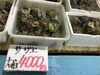 「魚魚市場鮮魚コーナーおすすめは「天然ぶり・天然ヒラス」です♪」
