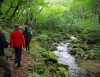 森の中をお散歩するのもとても良いことです。「脳を休ませる事を実施してみましょう。」