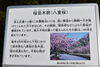 記念公園の八重桜「舞鶴引揚記念館　「桜情報」」
