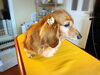 お迎え前にシャンプーコースでサッパリです❤️「ほのちゃんのホテルライフ❤️」