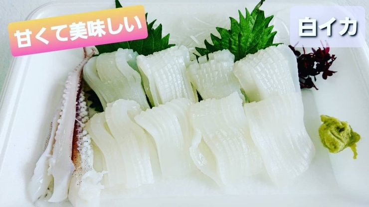 本日のお刺身 定置もん 島根県産コシナガマグロ 白イカ 寺津屋 仕出し 会席料理のニュース まいぷれ 松江