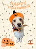 「Dog salon mofu mofu　余市町」