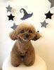 ペロッ「Ｈappy　Halloween ^o^」