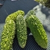 新鮮な野菜