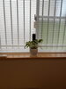 「イートインのスペースに、観葉植物」