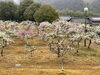 「佐奈川桜づつみ公園のしだれ梅🌸」