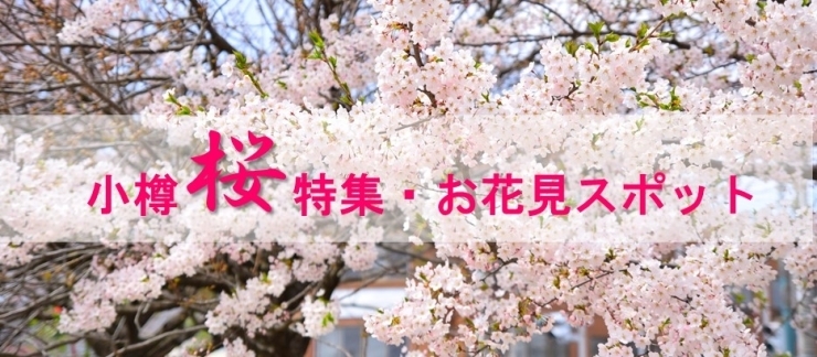 小樽市 まいぷれ