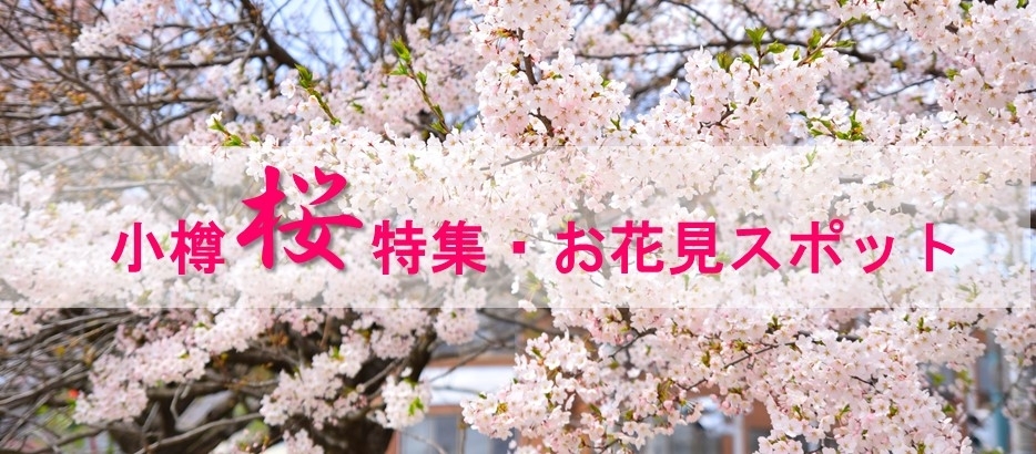 小樽市 桜の名所 お花見スポット まいぷれ 小樽市 小樽市 桜の名所 お花見スポット まいぷれ 小樽市