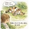 しっぽの動物小話　第五回「春、仔猫を見かけたらまず考えること」～保護する前に知っておきたいこと～