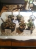 valiem 鉢　インビシブル　多肉植物　根塊植物　グラキリス 発根済 奇人 グラキリス VAG-04 × VALIEM BOWL ［ グラキリス