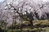 桜スポット特集 佐世保市 佐々町 波佐見町 川棚町の花見スポット まいぷれ 佐世保