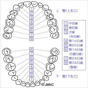 歯並びも大切。1本1本に深い意味があります。「忘れがちな「歯」。歯(口腔内)について見直しをし、トータルで健康維持しましょう!」