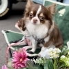 看板犬のいるお店❣️「ここまち4月号みてね❣️」