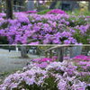「今年も芝桜の花が綺麗に咲きました。」