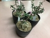 モナデニュウム３個です。「珍しい植物入荷しました(モナデニュウム)」