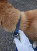「迷い犬を保護しています【新居浜市役所環境保全課】」