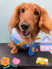 「Dog salon mofu mofu 余市町」