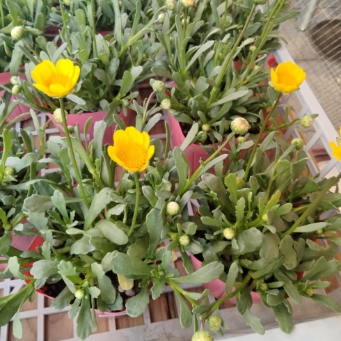 かわいい黄色の花！「春の花　ムルチコーレ　かわいい黄色の花が咲きます。　石川農園　八王子市高月町　より入荷！　毎年恒例、パッションフルーツの苗は今年も販売します。4/20頃販売開始。予約も受け付けます。パッションフルーツ」