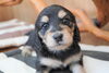 「ミニチュアダックス子犬情報」