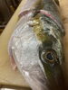 「久しぶりに沖に‼️タコ箱漁に‼️」