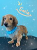 「わんこちゃん♡ Dog salon mofu mofu余市町」